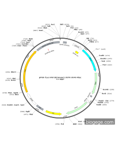 pPGK-Fluc-HNF1B(mouse)-3UTR-SV40-Rluc PL51171 MiaoLingBio