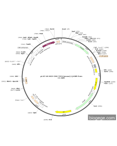 pLV2-U6-MCS-CMV-THY1(mouse)-Q108R-Puro PL51213 MiaoLingBio