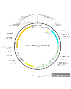 pPGK-Fluc-MAFF(mouse)-3UTR-SV40-Rluc PL51237 MiaoLingBio