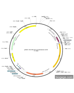 pADH1-GAL4AD-HA-CCT5(human)-LEU2 PL51581 MiaoLingBio