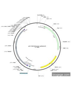 pUC-MAFA(human-optimized) PL51588 MiaoLingBio