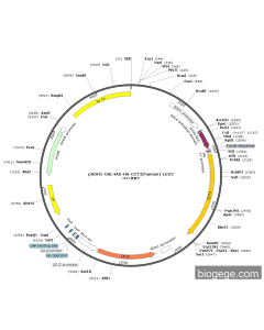 pADH1-GAL4AD-HA-CCT3(human)-LEU2 PL51714 MiaoLingBio