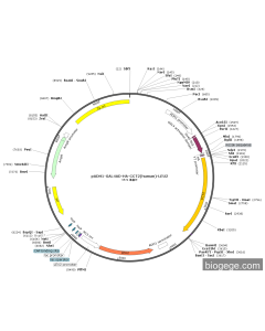 pADH1-GAL4AD-HA-CCT2(human)-LEU2 PL51722 MiaoLingBio