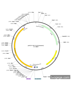 pUC57-SLC11A1(mouse) PL51753 MiaoLingBio