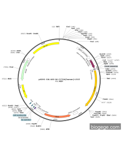 pADH1-GAL4AD-HA-CCT6A(human)-LEU2 PL51764 MiaoLingBio