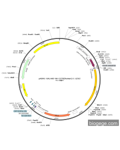 pADH1-GAL4AD-HA-CCT8(human)-1-LEU2 PL51772 MiaoLingBio