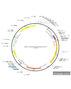 pADH1-GAL4AD-HA-TCP1(human)-LEU2 PL51780 MiaoLingBio