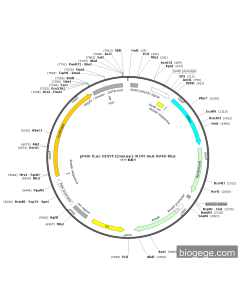 pPGK-Fluc-GIGYF1(mouse)-3UTR-mut-SV40-Rluc PL51824 MiaoLingBio