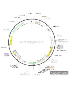 pLV3-CMV-GPX4(human)-HA-EF1a-Puro PL51867 MiaoLingBio