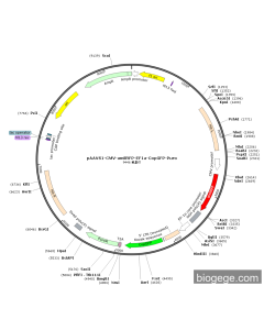 pAAVS1-CMV-amilRFP-EF1a-CopGFP-Puro PL51916 MiaoLingBio