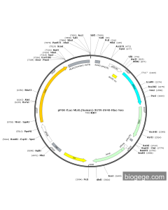 pPGK-Fluc-MLKL(human)-3UTR-SV40-Rluc-Neo PL51932 MiaoLingBio