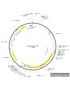 pHK2(human)-Fluc PL52109 MiaoLingBio