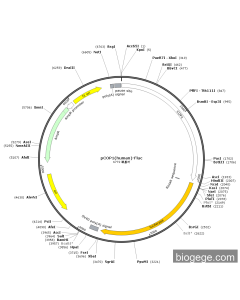 pCOP1(human)-Fluc PL52113 MiaoLingBio
