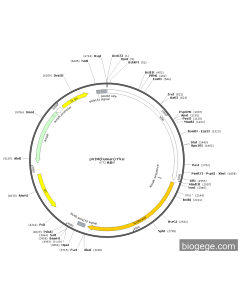 pVIM(human)-Fluc PL52159 MiaoLingBio