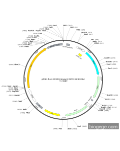 pPGK-Fluc-NR1D1(mouse)-3UTR-SV40-Rluc PL52313 MiaoLingBio