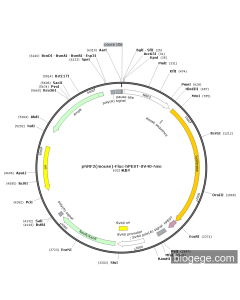 pNRF2(mouse)-Fluc-hPEST-SV40-Neo PL52395 MiaoLingBio