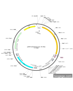 pARNTL(human)-Fluc-TK-Rluc PL52453 MiaoLingBio