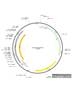 pUC-PDX1(human) PL52484 MiaoLingBio