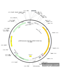 pNRF2(mouse)-mut-Fluc-hPEST-SV40-Neo PL52517 MiaoLingBio