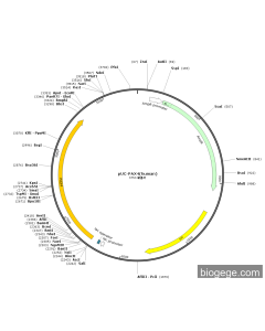 pUC-PAX4(human) PL52568 MiaoLingBio
