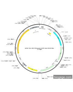 pPGK-Fluc-WNT1(human)-3UTR-mut-SV40-Rluc PL52585 MiaoLingBio