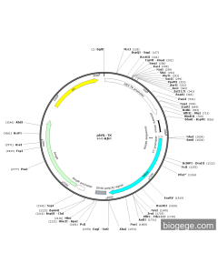 phRL-TK PL52618 MiaoLingBio