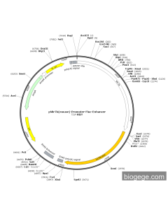 pMir7b(mouse)-Promoter-Fluc-Enhancer PL52891 MiaoLingBio
