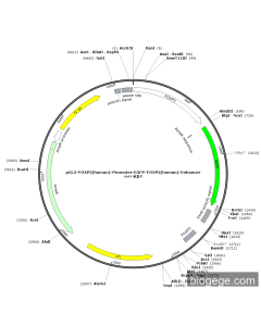 pGL3-FOXP3(human)-Promoter-EGFP-FOXP3(human)-Enhancer PL53109 MiaoLingBio