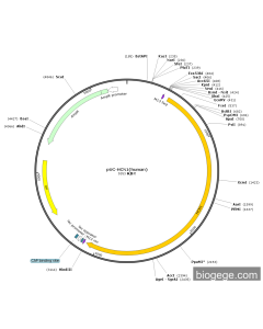 pUC-HCN1(human) PL53166 MiaoLingBio
