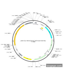 pPGK-Fluc-NR1D1(mouse)-3UTR-mut-SV40-Rluc PL53385 MiaoLingBio