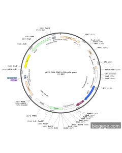 pLV2-CMV-EBFP-LC3b-PGK-Puro PL53669 MiaoLingBio