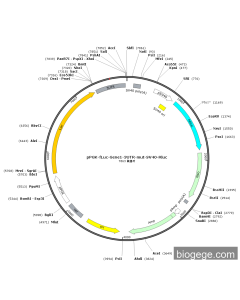 pPGK-Fluc-Gene1-3UTR-mut-SV40-Rluc PL53675 MiaoLingBio