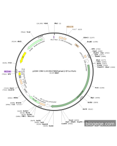 pCDH-CMV-LOC284798(human)-EF1a-Puro PL53679 MiaoLingBio