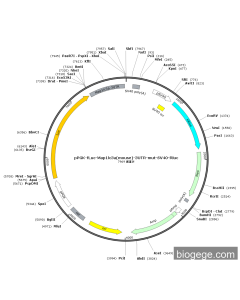 pPGK-Fluc-Map1lc3a(mouse)-3UTR-mut-SV40-Rluc PL53699 MiaoLingBio