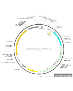pPGK-Fluc-Ripk1(mouse)-3UTR-SV40-Rluc PL53820 MiaoLingBio