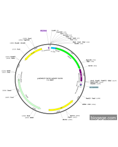 pGEM3Zf-5UTR-mEGFP-3UTR PL54064 MiaoLingBio