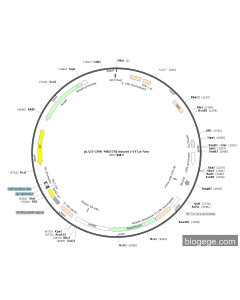 pLV3-CMV-Mir370(mouse)-EF1a-Neo PL54105 MiaoLingBio