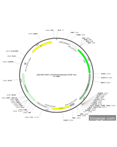 pEnCMV-EGFP-LINC02561(human)-SV40-Neo PL54260 MiaoLingBio