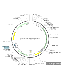 pEnCMV-LINC01089(human)-SV40-Neo PL54378 MiaoLingBio