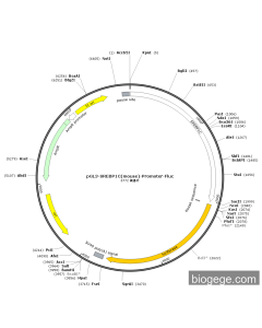 pGL3-SREBP1C(mouse)-Promoter-Fluc PL54767 MiaoLingBio