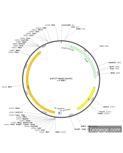 pUC57-hlyA(Listeria) PL54830 MiaoLingBio