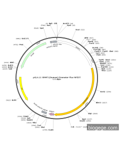 pGL4.11-SHMT1(human)-Promoter-Fluc-hPEST PL55241 MiaoLingBio