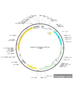 pmirGLO-FTO(human)-3UTR-wt PL55273 MiaoLingBio
