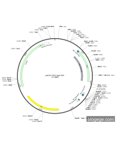 pUC57-FRT-Gen-FRT PL55364 MiaoLingBio