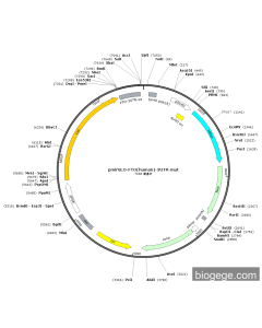 pmirGLO-FTO(human)-3UTR-mut PL55393 MiaoLingBio