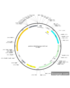 pmirGLO-BRAF(human)-3UTR-wt PL55581 MiaoLingBio