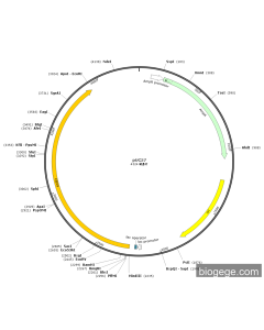 pUC57-CBX4(human) PL55730 MiaoLingBio