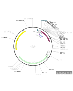 pNEB193 PL55735 MiaoLingBio