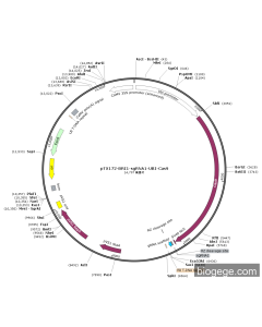 pTX172-BRI1-sgRNA1-UBI-Cas9 PL55787 MiaoLingBio