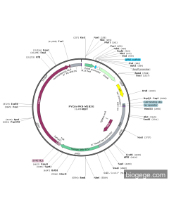PYCm-PK9-M185G PL55839 MiaoLingBio